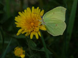 Citronsommerfugl