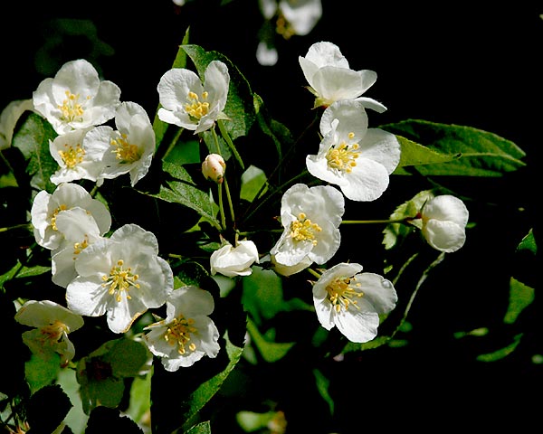 Malus Sargentii