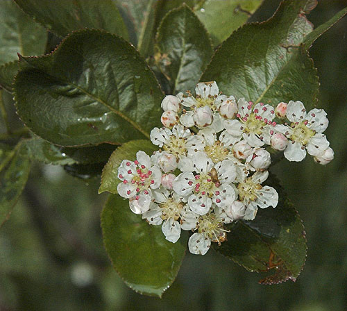 Aronia