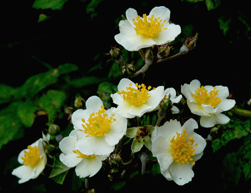 Rosa multiflora