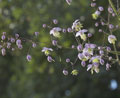 Violfr&oslash;stjerne