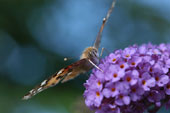 Tidselsommerfugl