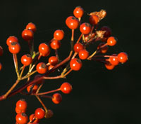 Hyben på Rosa Multiflora