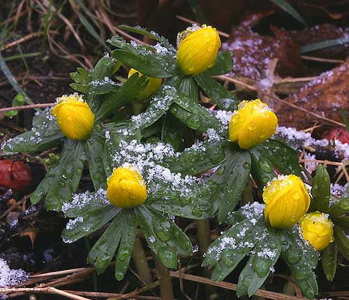 Eranthis